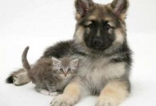 Bild von Chinesischer Hirtenhund bilder fürs handy