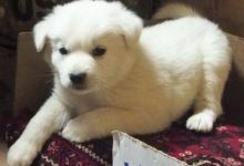 Bild von Coole Bilder Von Hunden bilder fürs handy