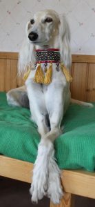 Coole Bilder Von Hunden Für Facebook 138x300 - Weiß Brauner Hund