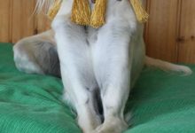 Bild von Coole Bilder Von Hunden Für Facebook bilder fürs handy