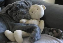 Bild von Coole Bilder Von Hunden Kostenlos bilder fürs handy