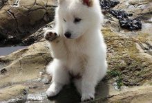 Bild von Coole Bilder Von Hunden Kostenlos Herunterladen bilder fürs handy