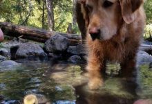 Bild von Coole Hunde Bilder fürs handy