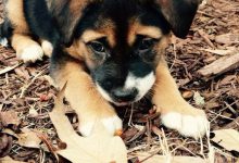 Bild von Coole Hunde Bilder Für Facebook bilder fürs handy
