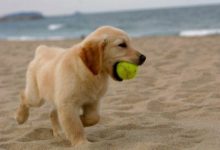 Bild von Coole Hunde Bilder Kostenlos Herunterladen bilder fürs handy