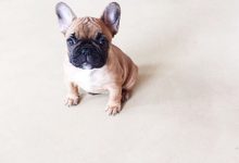 Bild von Coole Hundefotos bilder fürs handy