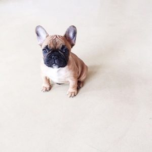 Coole Hundefotos 300x300 - Hunde Bilder Kostenlos Ausdrucken Kostenlos