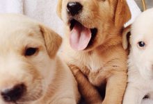 Bild von De Kawa Hund Kaufen bilder fürs handy