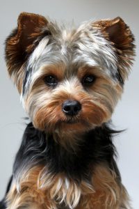 Der Hässlichste Hund 200x300 - Coole Hunde Bilder Für Facebook
