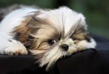 Bild von Der Hund Bilder fürs handy