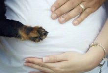 Bild von Der Hund Bilder Für Whatsapp bilder fürs handy