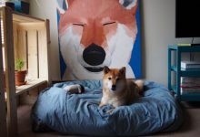 Bild von Der Hund Bilder Kostenlos bilder fürs handy