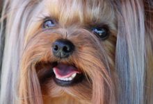 Bild von Der Hund Bilder Kostenlos Herunterladen bilder fürs handy