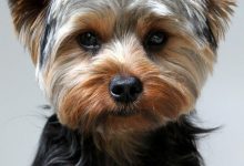 Bild von Der Hässlichste Hund bilder fürs handy