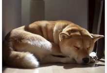 Bild von Der Hässlichste Hund Der Welt bilder fürs handy
