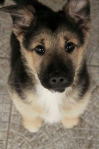 Deutsche Hunderassen Bilder Für Facebook 200x300 - Gezeichnete Hunde Bilder Kostenlos Herunterladen
