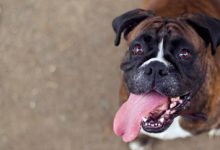 Bild von Deutsche Jagdhunde Bilder fürs handy