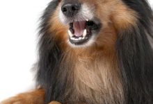Bild von Deutsche Jagdhunde Bilder Für Facebook bilder fürs handy