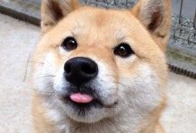 Bild von Deutsche Jagdhunde Bilder Kostenlos bilder fürs handy