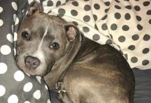 Bild von Deutsche Jagdhunde Bilder Kostenlos Herunterladen bilder fürs handy