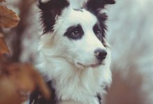 Bild von Deutsche Rassehunde bilder fürs handy