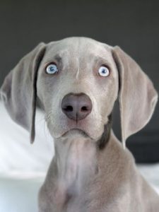 Deutsche Rassehunde Liste 225x300 - Lustige Bilder Hunde Kostenlos Herunterladen