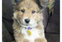 Bild von Deutscher Schäferhund bilder fürs handy