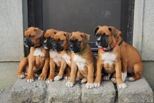 Die Hunderasse 300x201 - Schöne Bilder Von Hunden