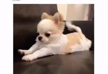 Bild von Du Hund bilder fürs handy