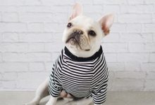 Bild von Einreise Hund bilder fürs handy
