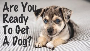 Einreisebestimmungen Hund 300x170 - Hunde Bilder Zum Ausdrucken Kostenlos