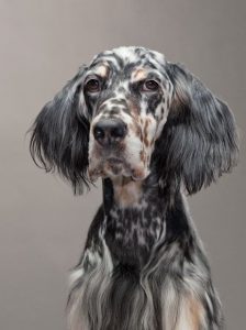 Englische Bulldogge 224x300 - Gezeichnete Hunde Bilder Kostenlos Herunterladen
