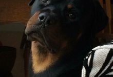 Bild von Englische Hunderassen bilder fürs handy