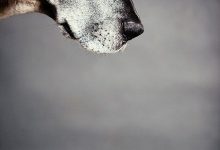 Bild von Englischer Hirtenhund bilder fürs handy