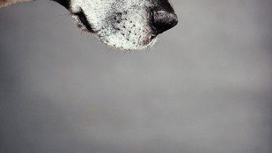 Bild von Englischer Hirtenhund