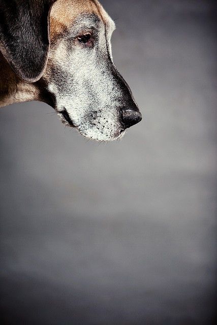 Englischer Hirtenhund - Englischer Hirtenhund