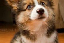 Bild von Englischer Jagdhund Rassen bilder fürs handy