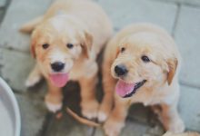 Bild von Englischer Rassehund bilder fürs handy