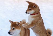 Bild von Fotograf Hund bilder fürs handy