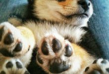 Bild von Fotos Hundewelpen bilder fürs handy
