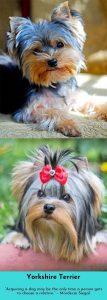 Fotos Von Hunden 107x300 - Hundebilder Mit Rassennamen Für Facebook