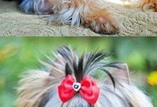 Bild von Fotos Von Hunden bilder fürs handy