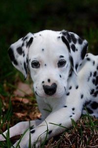 Französischer Schäferhund Bilder Für Facebook 200x300 - Kleine Braune Hunderassen