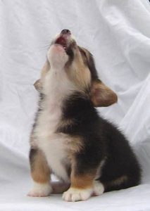 Französischer Schäferhund Bilder Kostenlos 213x300 - Lustige Hunde Bilder Mit Sprüchen Kostenlos Herunterladen