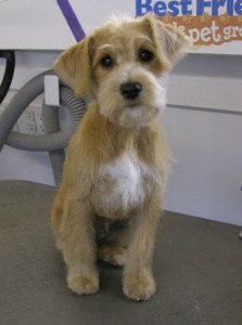 Französischer Jagdhund Hunderassen
