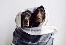 Bild von Französischer Schäferhund Bilder fürs handy