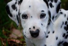 Bild von Französischer Schäferhund Bilder Für Facebook bilder fürs handy