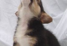 Bild von Französischer Schäferhund Bilder Kostenlos bilder fürs handy