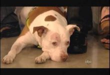 Bild von Gemalte Hunde Bilder fürs handy