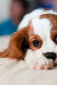 Gemalte Hunde Bilder Für Whatsapp 199x300 - Kostenlose Hundebilder